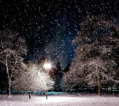 Nuit enneigée de janvier : arbres illuminés sous la neige qui tombe