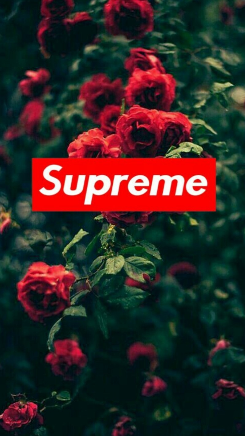 Красный логотип supreme на кусте красных роз (фэнтези, hd, природа, розы, сезон)