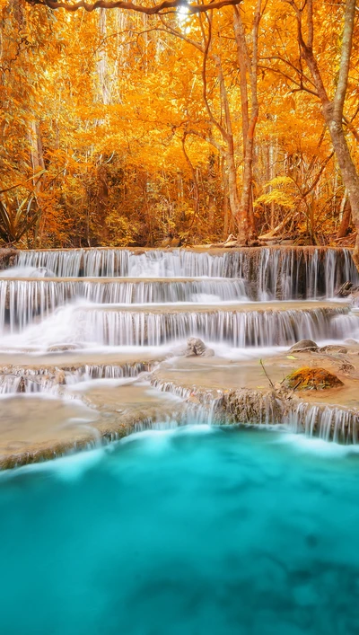 automne, forêt, nature, arbre, eau