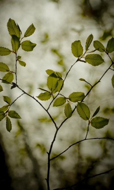 hojas, naturaleza, planta