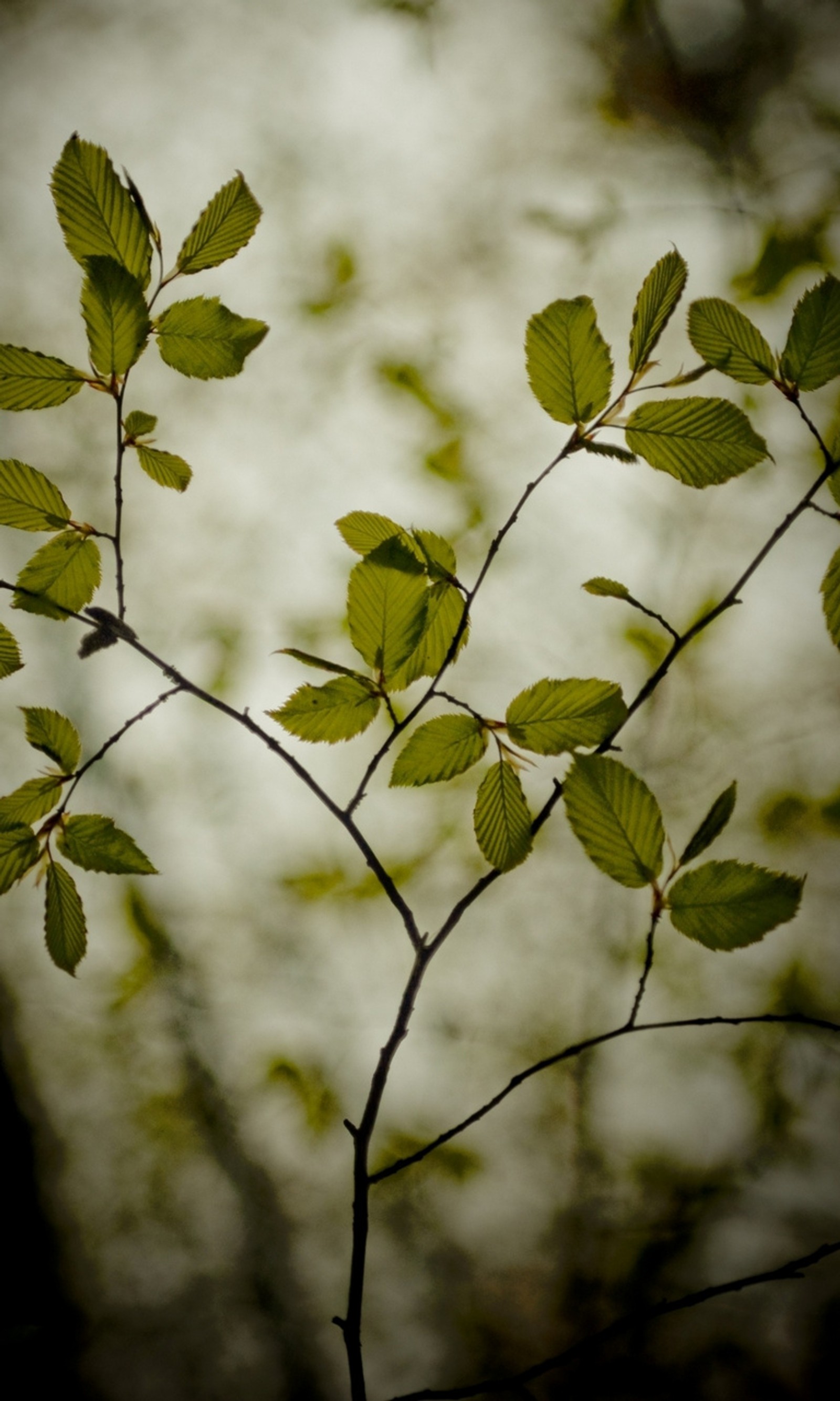 Baixar papel de parede folhas, natureza, planta