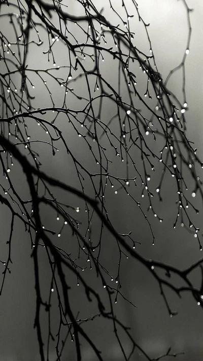 Delicate Raindrops on Bare Branches