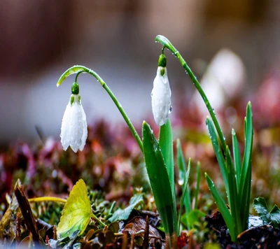 Délicates perce-neige émergeant sous la pluie de printemps