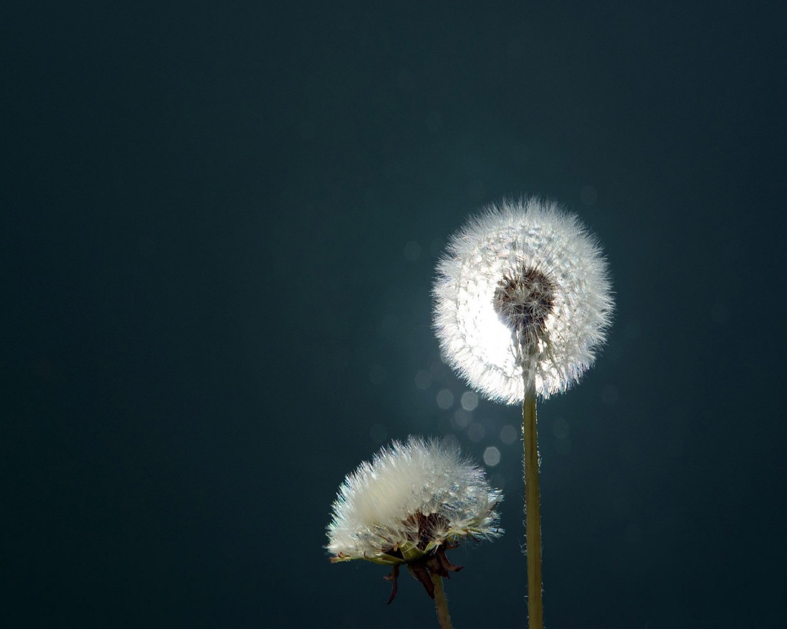 There are two dandelions that are sitting in the grass (s4, samsung)