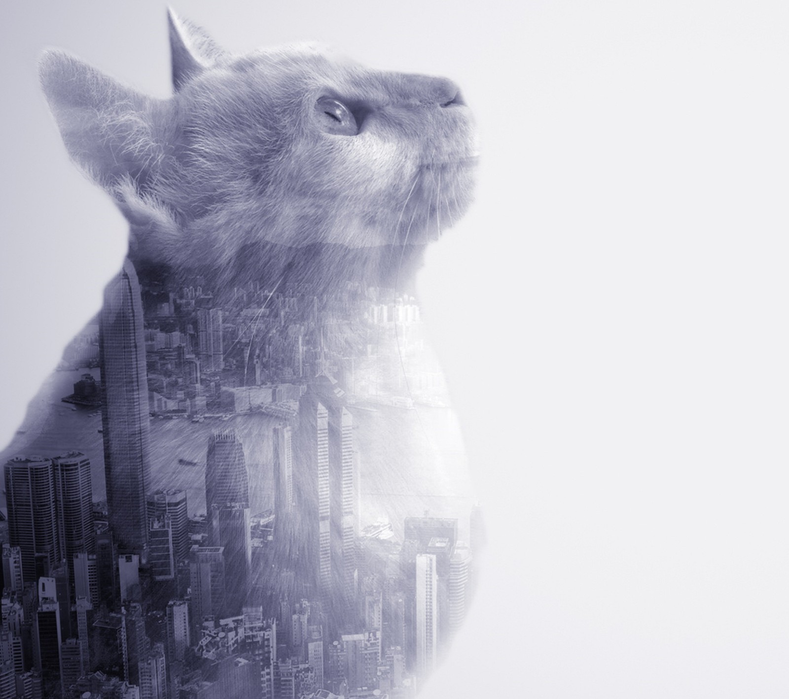 alon, cat, city, world Download Wallpaper