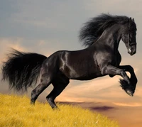 abej, beograd, love, stallion wallpaper