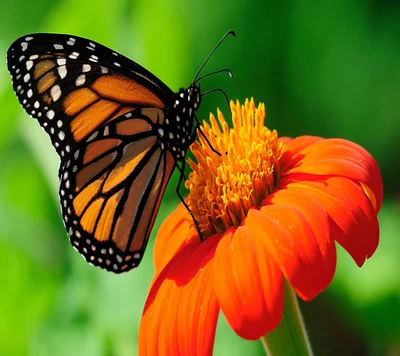 tier, schmetterling, blume, hd, natürlich