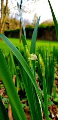 Delicada flor blanca que emerge entre la exuberante hierba verde en Irlanda