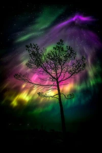 Auroras bailando sobre un árbol silueteado en el cielo nocturno