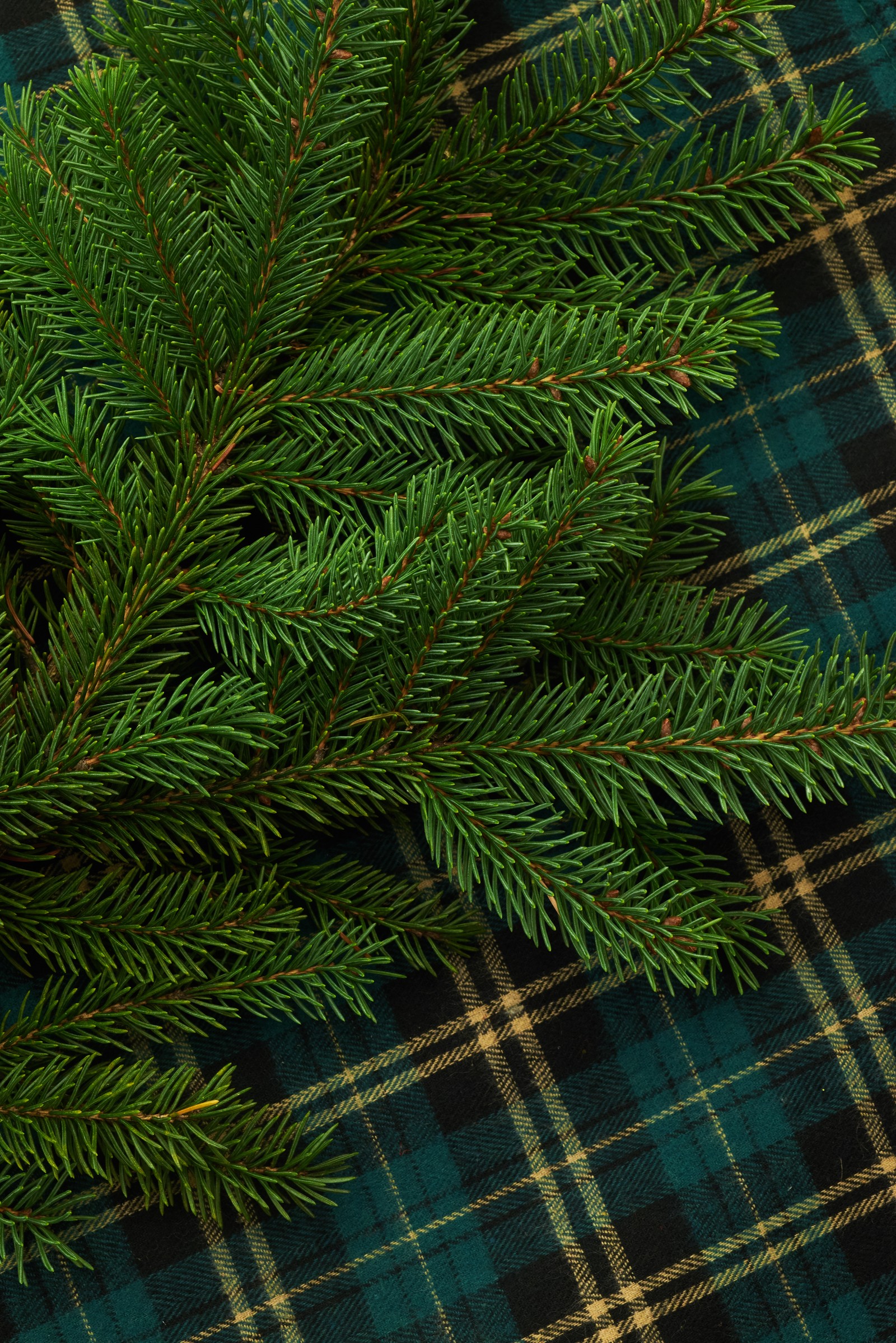 balsam fir, tree, pattern, spruce fir forests, spruce wallpaper