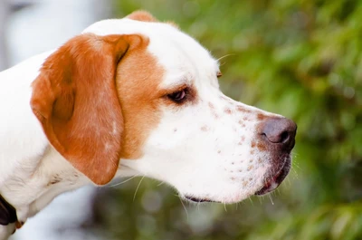 Profil d'un beagle avec des marques distinctives, mettant en valeur son expression alerte sur un fond naturel.