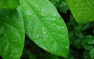 Gouttes de pluie sur des feuilles vertes luxuriantes : Une perspective macro de l'humidité de la nature