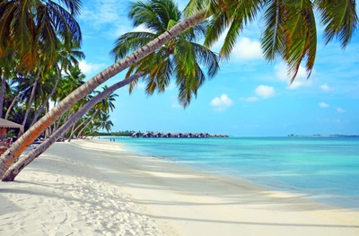 Paraíso tropical: playa serena con palmeras y aguas azules claras