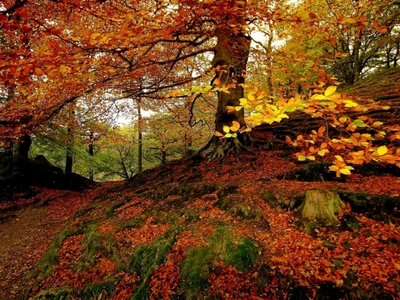 Vibrant Autumn Woodland with Deciduous Trees and Colorful Leaves