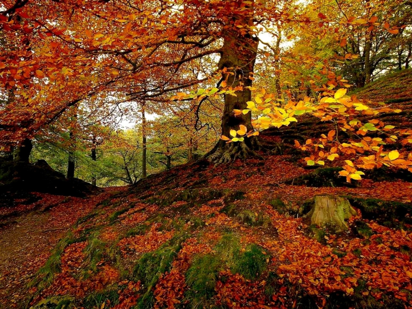 Téléchargez le fond d'écran saison, arbre, feuille, nature, à feuilles caduques