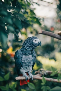 African Grey Parrot perched on a branch, surrounded by lush greenery.