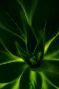 Close-Up of Lush Green Plant Leaf with Intricate Veins