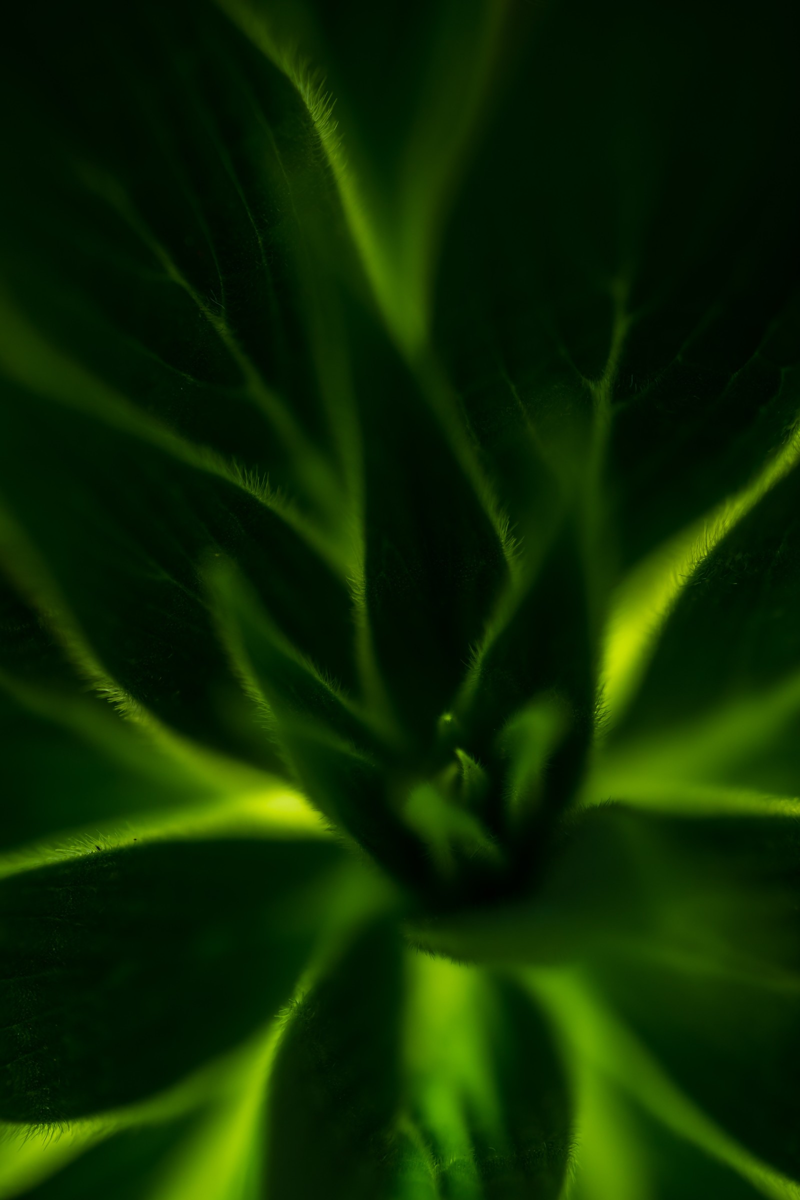 A close up of a green plant with a black background (green, leaf, terrestrial plant, plant, flower)