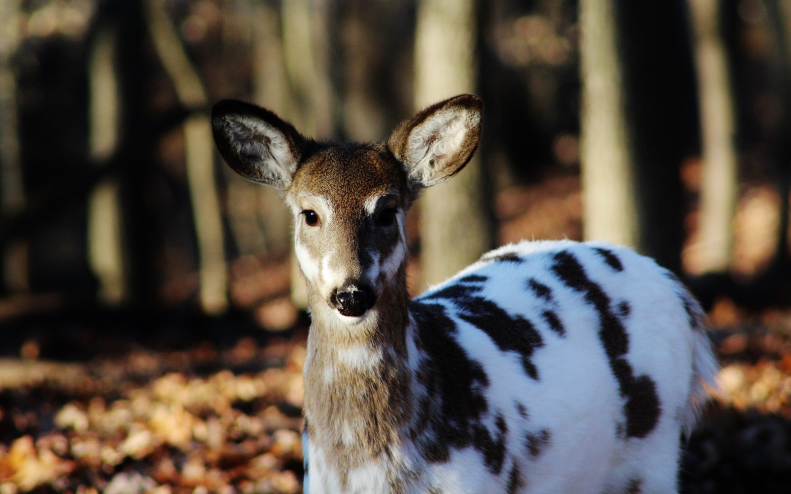 Hay un ciervo que está de pie en el bosque entre hojas (ciervo, cuerno, renos, vida silvestre, animal terrestre)