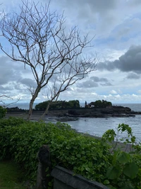 Árvore estéril com vista para a serena costa do lago de Bali