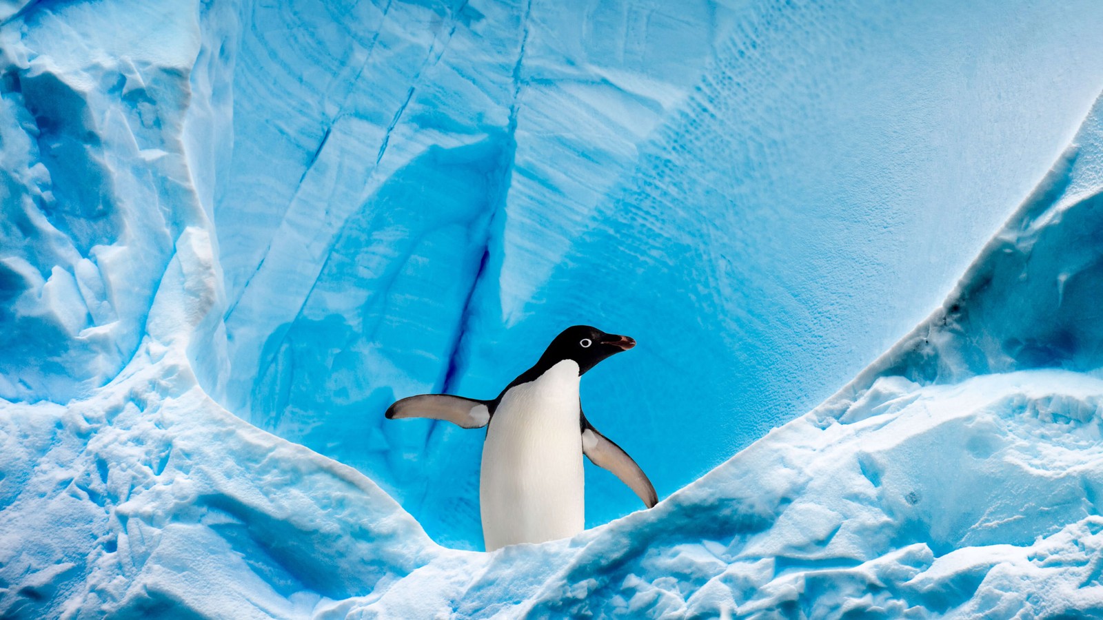 Lade pinguin, eisberg, arktis, antarktis, antarctica Hintergrund herunter