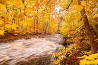 Serener Herbststrom umgeben von goldenem Laub