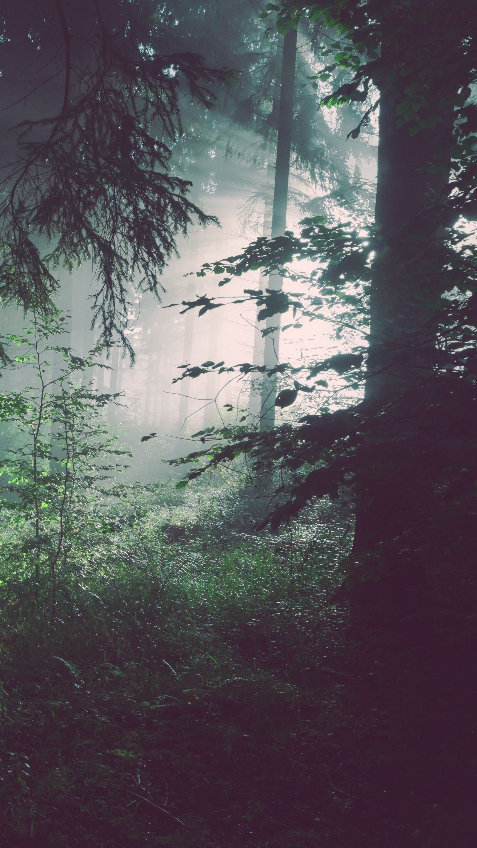 Hay una imagen de un bosque con un hidrante en el medio (bosque, árbol, agua, pino, madera)