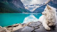 Cão Samoieda ao lado de um lago sereno em uma paisagem montanhosa majestosa