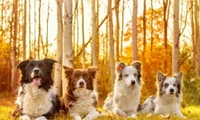 Vier niedliche Hunde, darunter ein Australian Shepherd und ein Border Collie, sitzen zusammen in einem sonnenbeschienenen Wald, umgeben von herbstlichem Laub.