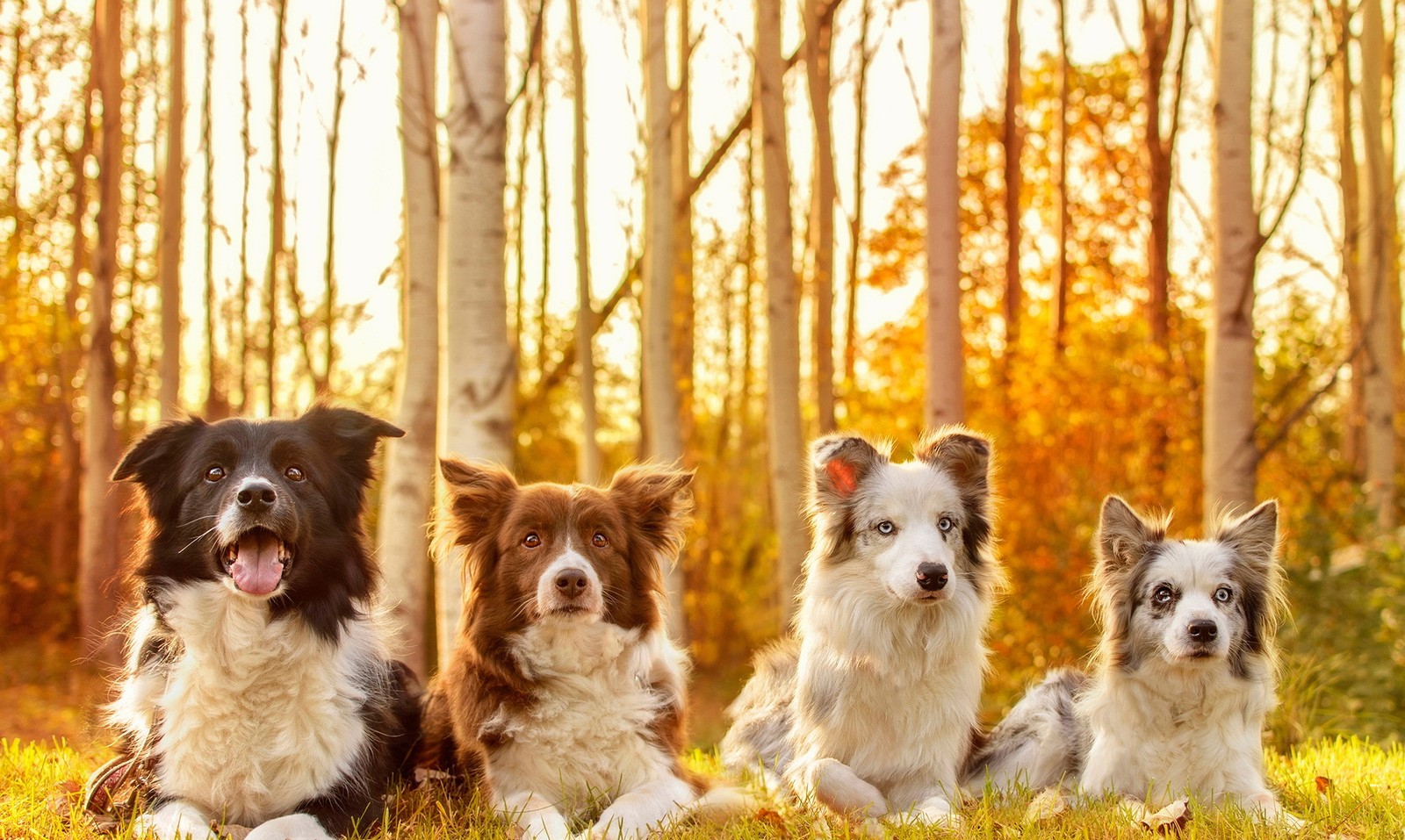 Três cachorros estão sentados na grama na frente de uma floresta (pastor australiano, border collie, filhote, raça de cachorro, cachorro)