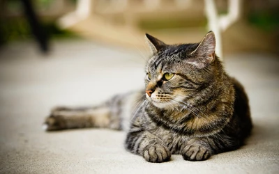 Eine entspannte Tabby-Katze, die bequem liegt und ihre markanten Schnurrhaare und auffälligen Augen zeigt.