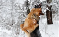 Verspielt deutscher Schäferhund Welpe springt fröhlich in einer verschneiten Winterwunderwelt