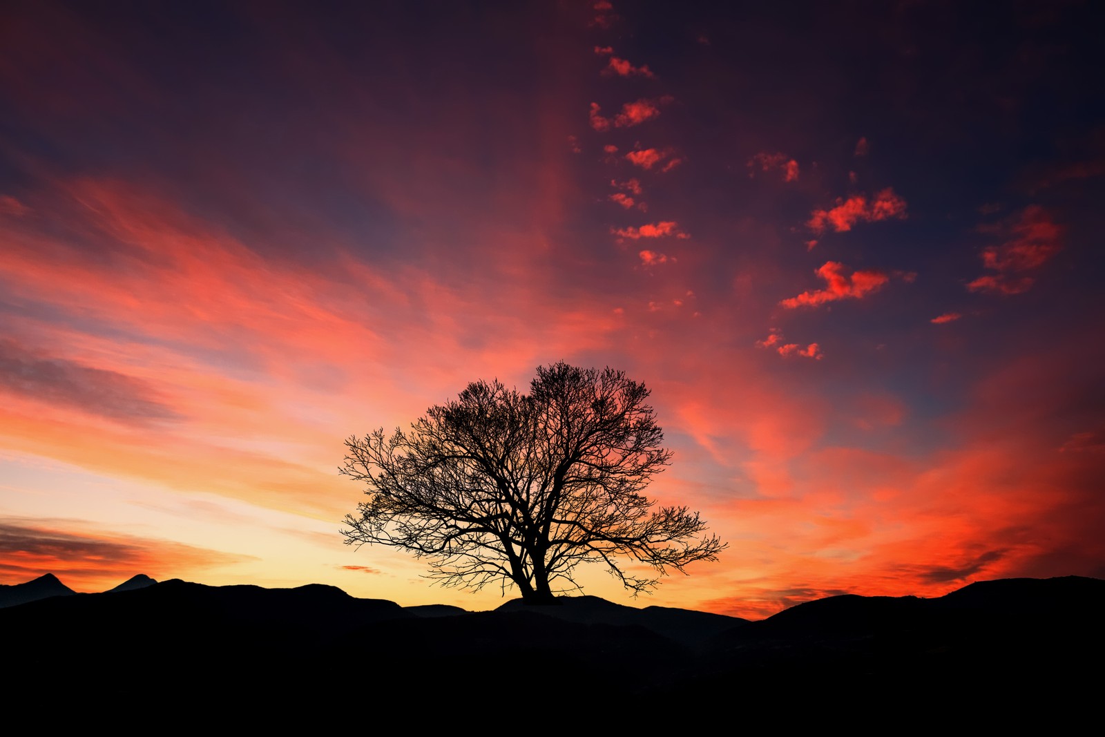 Uma árvore solitária fica no meio de um campo ao pôr do sol (por do sol, resplendor, natureza, nuvem, horizonte)