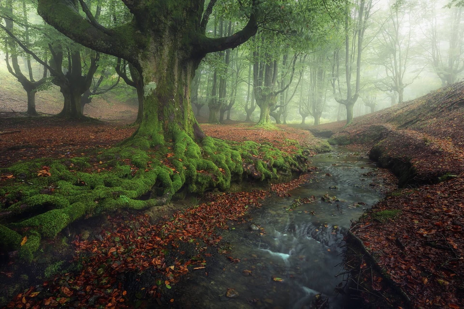 A close up of a stream running through a forest with moss (tree, nature, forest, woodland, nature reserve)