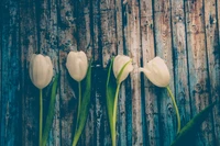 Spring Tulips Against Wooden Background