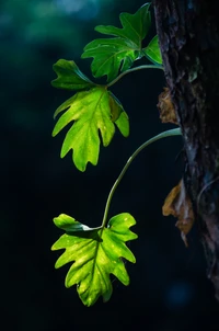 Folhas verdes iluminadas pelo sol em um galho de árvore