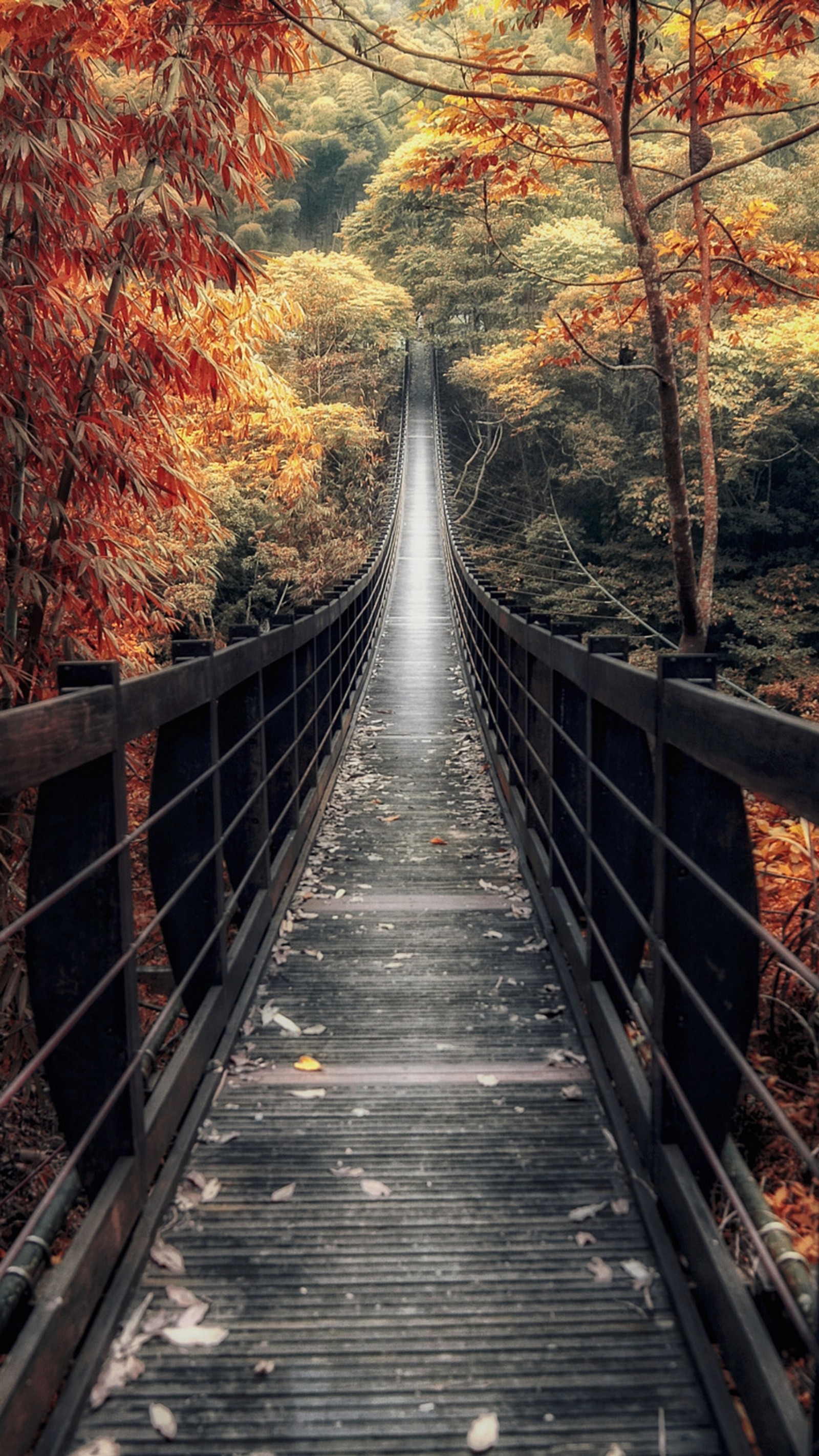 Arafed bridge with a long wooden walkway leading through a forest (autumn, awesome, beauty, bridge, forest)