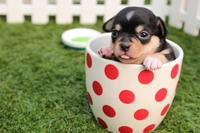 Cute puppy nestled in a polka dot cup on green grass.