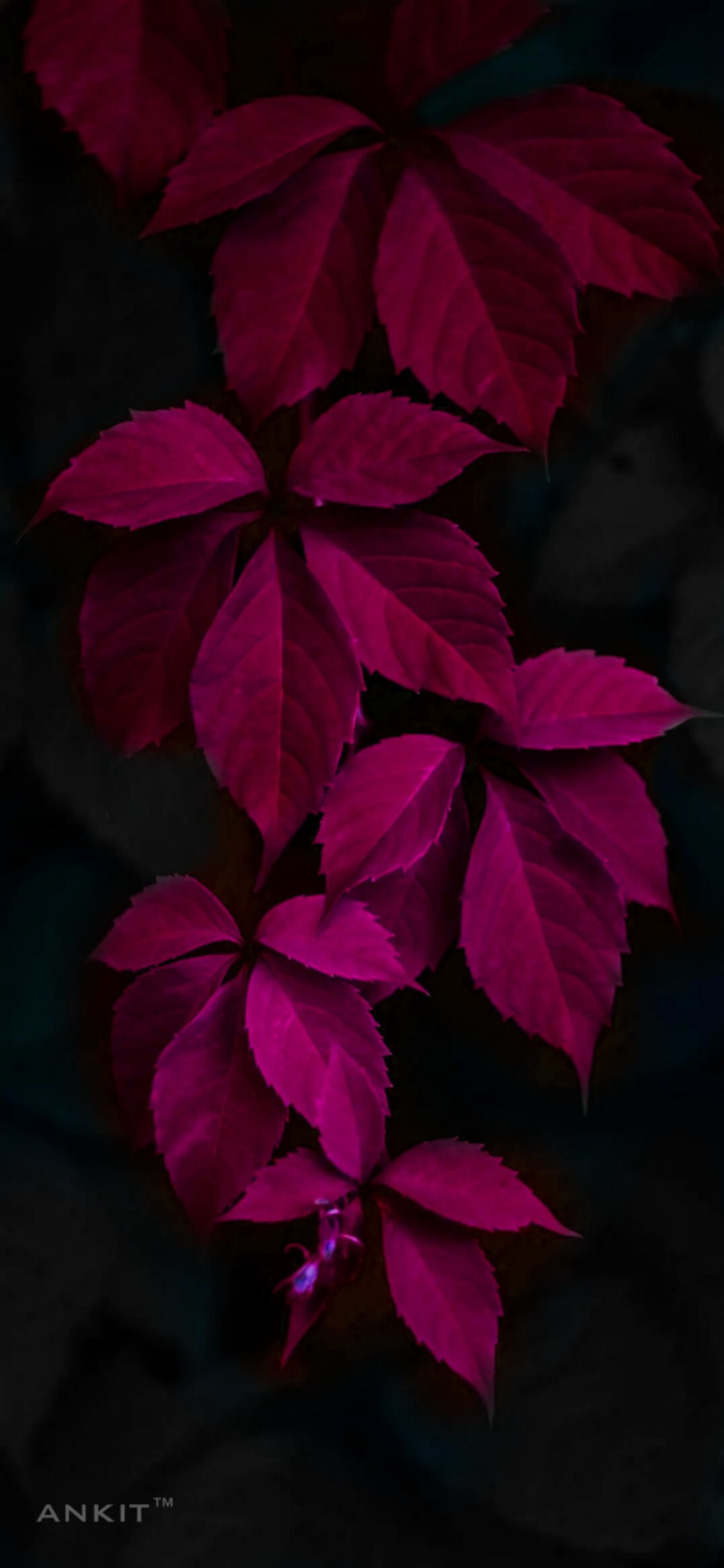 Lade blumen, blätter, rosa, pflanze, baum Hintergrund herunter