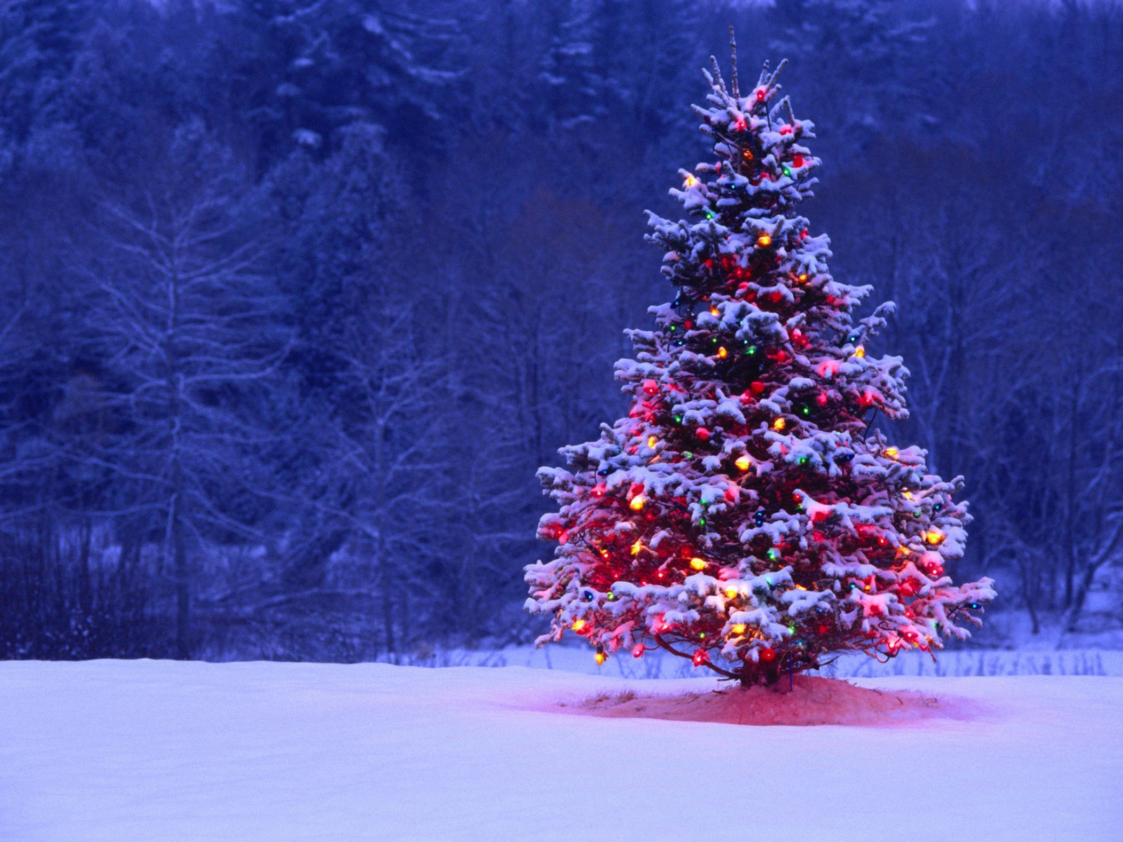 Arafly decorated christmas tree in a snowy field with trees in the background (christmas, christmas lights, christmas tree, winter)