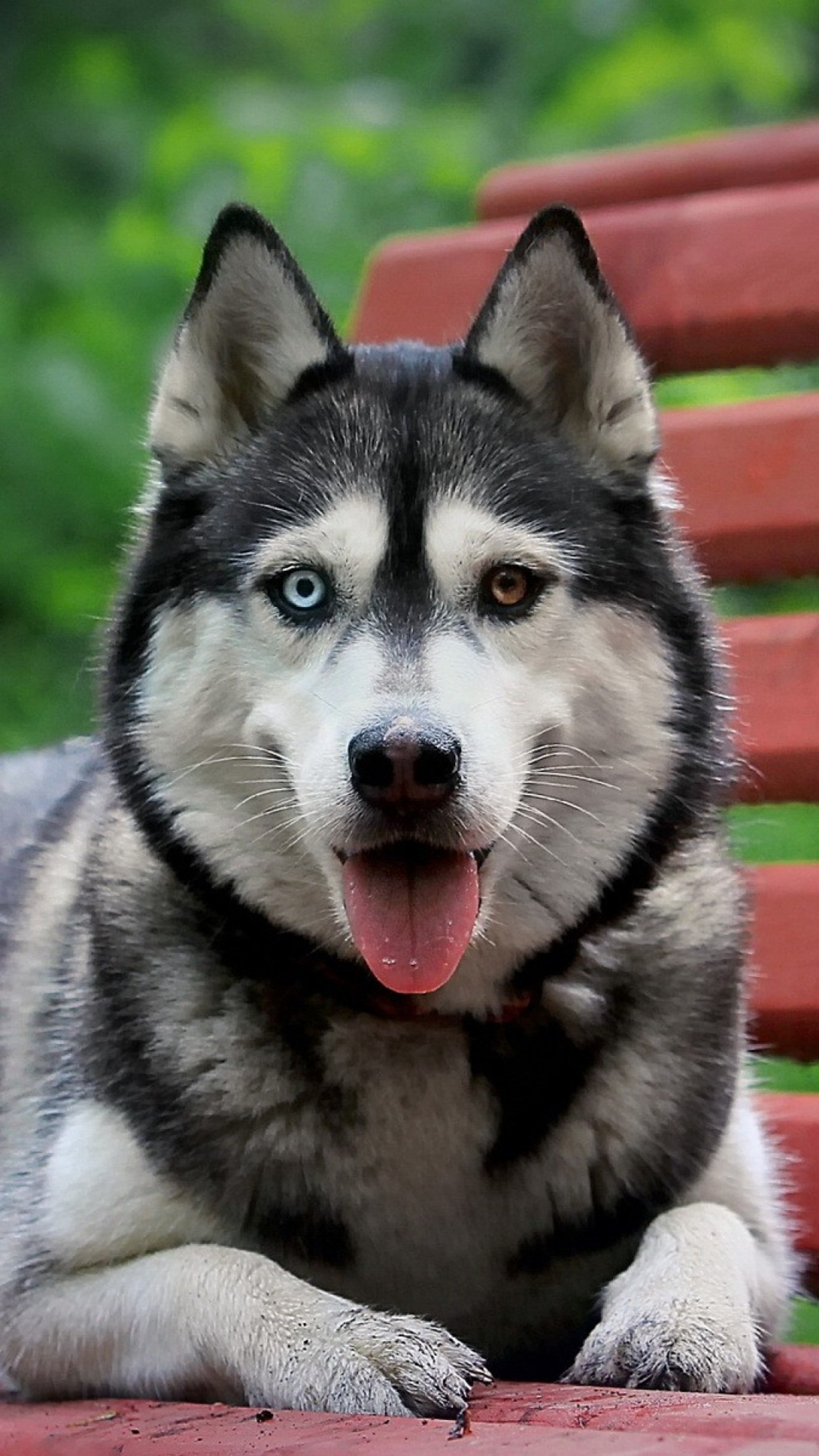 Un perro araña tumbado en un banco con la lengua afuera (animales, fondo de pantalla)