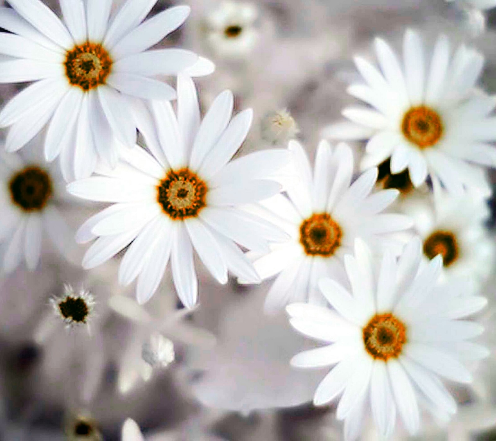 Há muitas flores brancas que estão juntas. (flores, natureza)