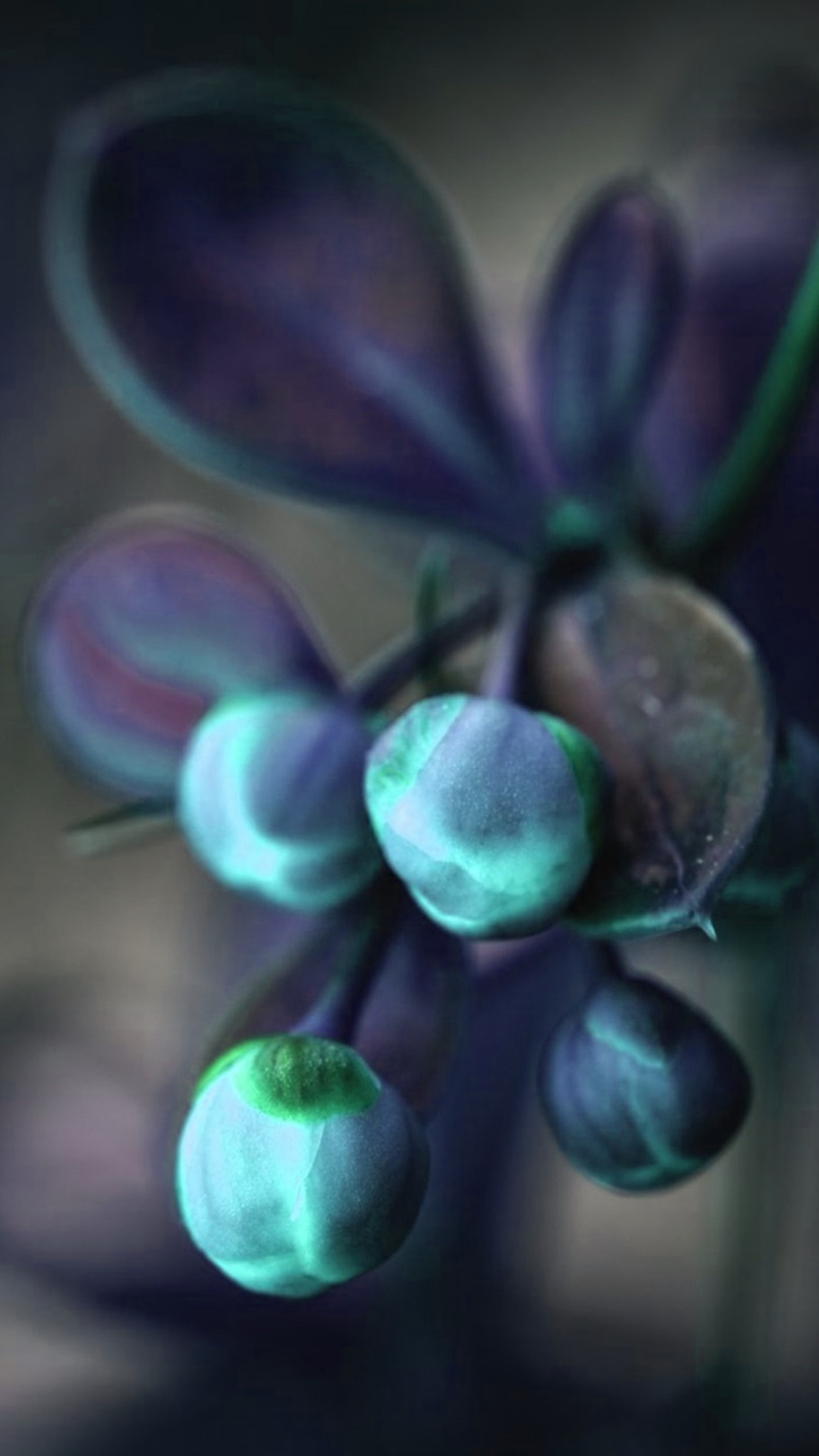 Lila und grüne blumen in einer vase mit wassertropfen (blumen, winter)