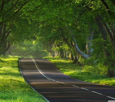 beleza, natureza, estrada