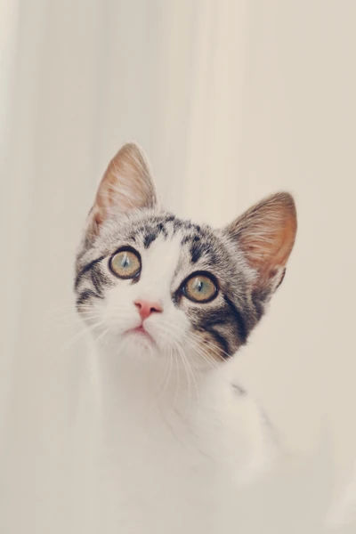 Calm and Cute Kitten Gazing Softly