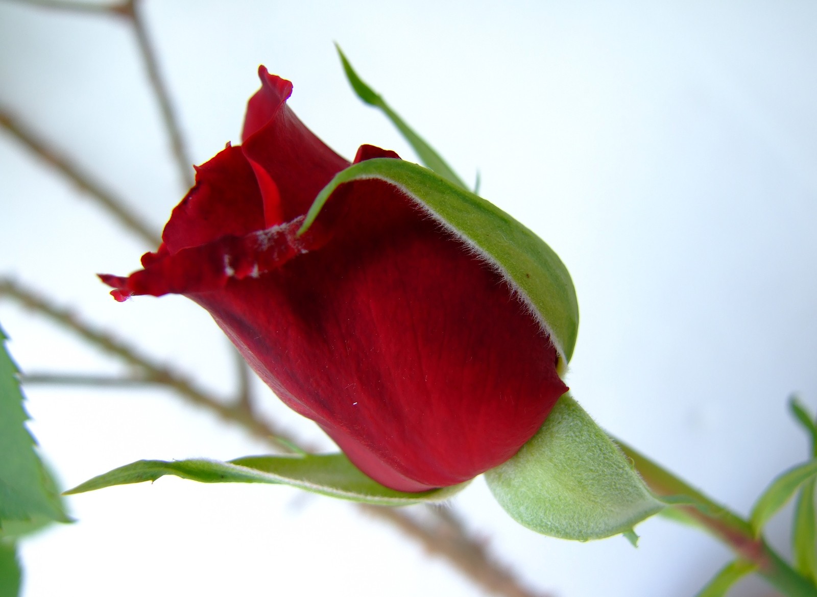 Une rose rouge en bouton sur une tige avec des feuilles vertes (rouge, rose, bouton de rose)