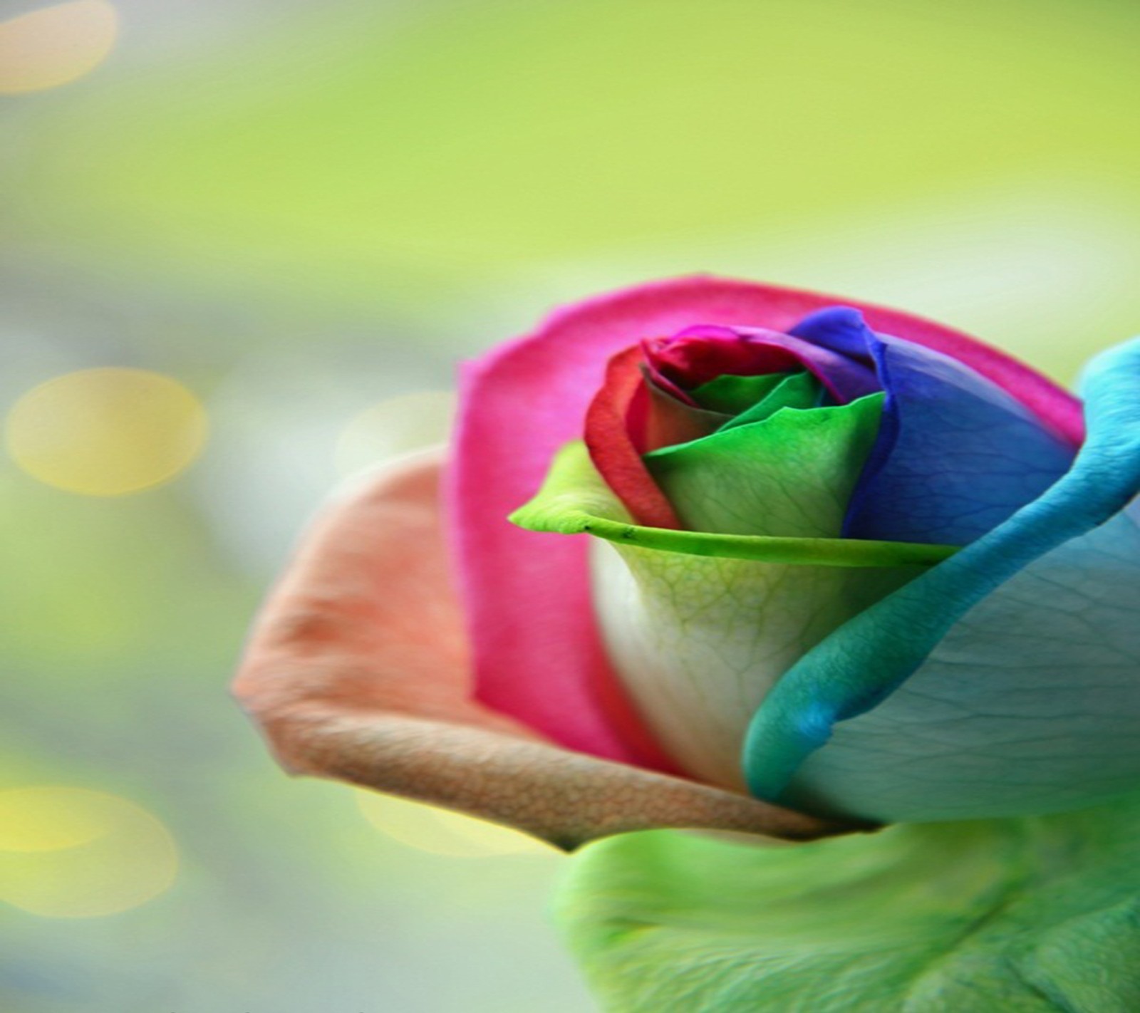 Uma rosa colorida em uma mão com um fundo desfocado (colourful rose, legal, fofo)