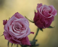 Delicate Pink Roses in Bloom