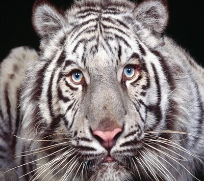 Close-up de um tigre branco exibindo seus impressionantes olhos azuis e sua distinta pelagem listrada contra um fundo escuro.