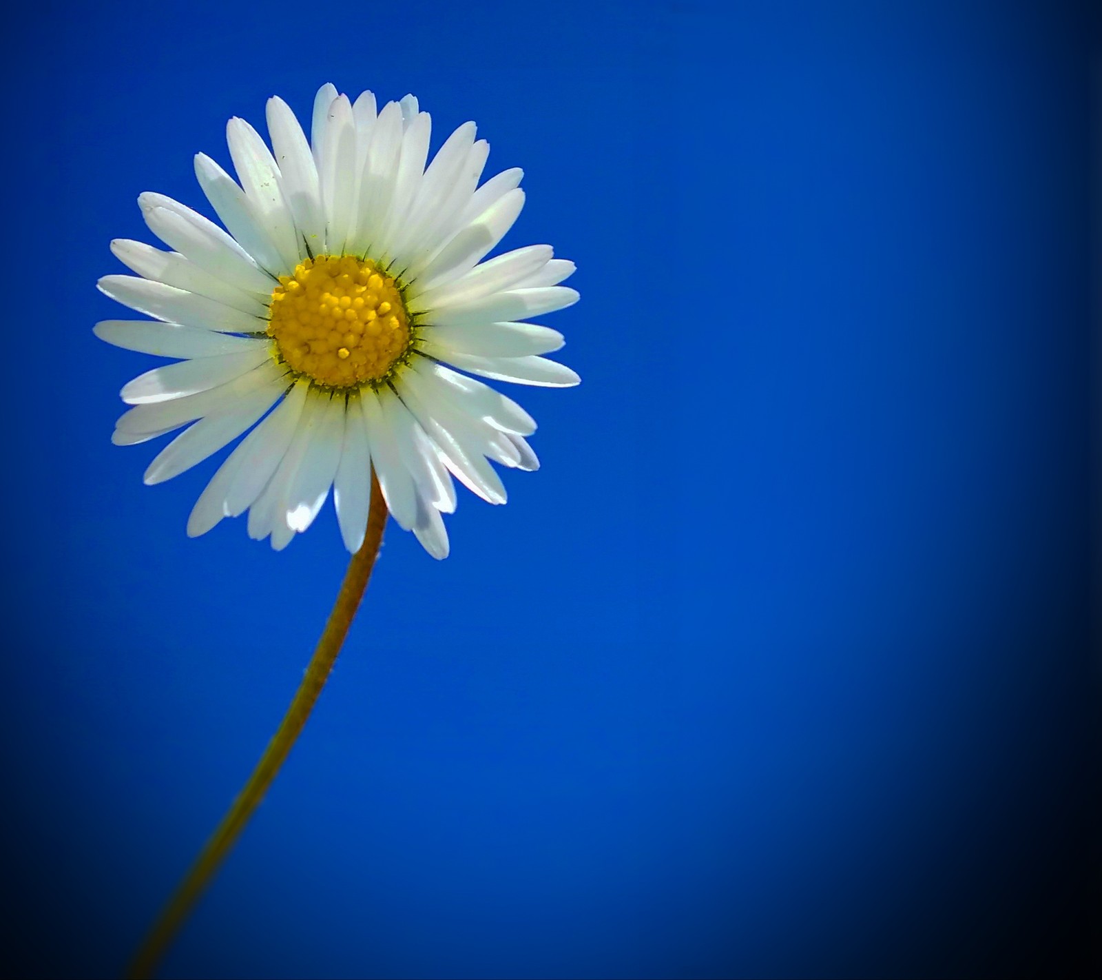 Descargar fondo de pantalla flor, naturaleza